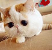 HBK25 آواتار ها